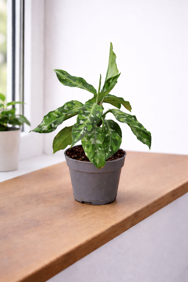 Aglaonema Tricolor – Exotische Blattzeichnung im 10,5 cm Topf