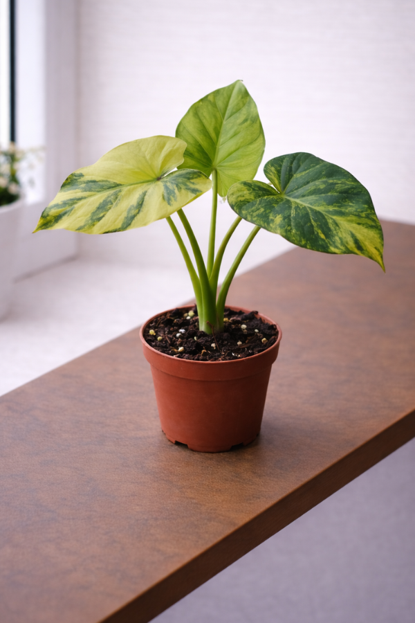 Alocasia gageana Aurea – im 9 cm Topf