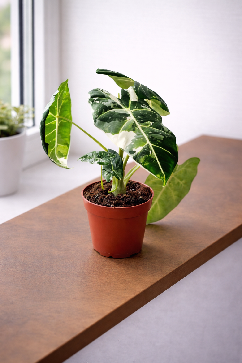Alocasia Frydek Variegata im 12cm Topf