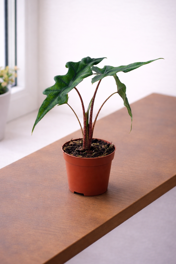 Alocasia Jacklyn – im 9 cm Topf
