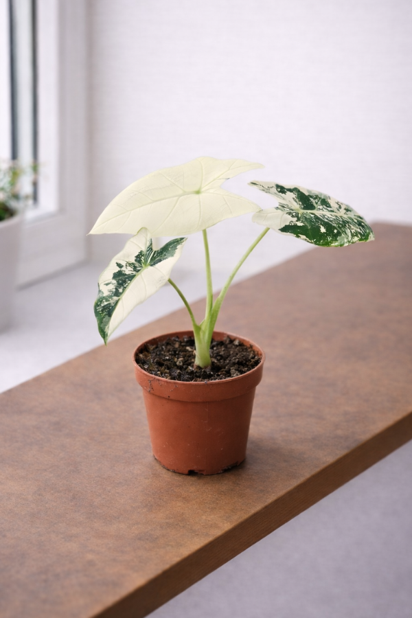 Alocasia Frydek Variegata (hoher Weißanteil) – 9 cm Topf