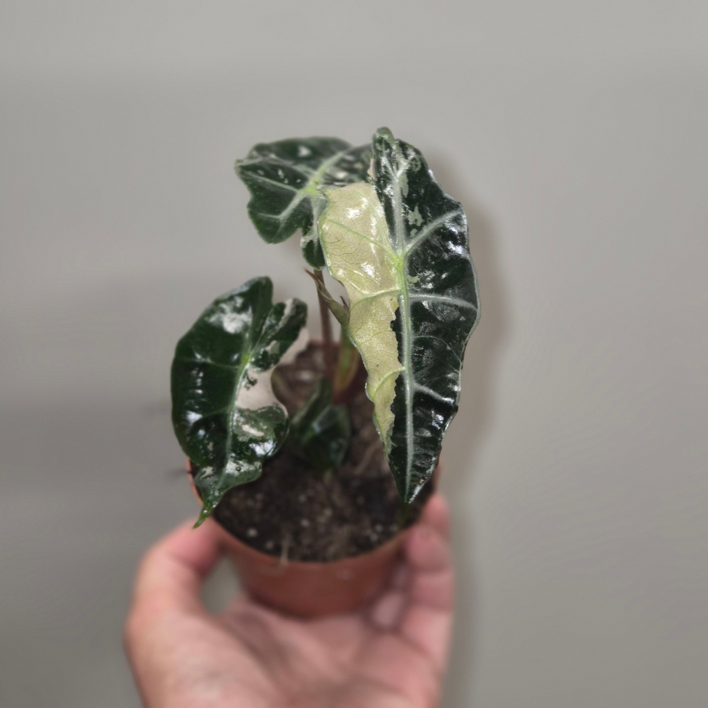 Eine Alocasia Pflanze in der Hand