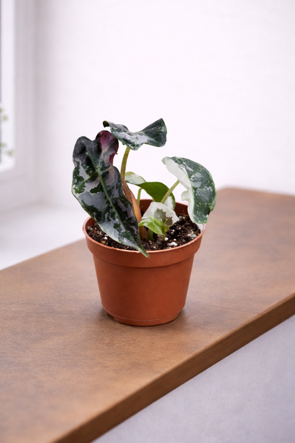 Alocasia polly Variegata im 6cm Topf - Mini Pflanze