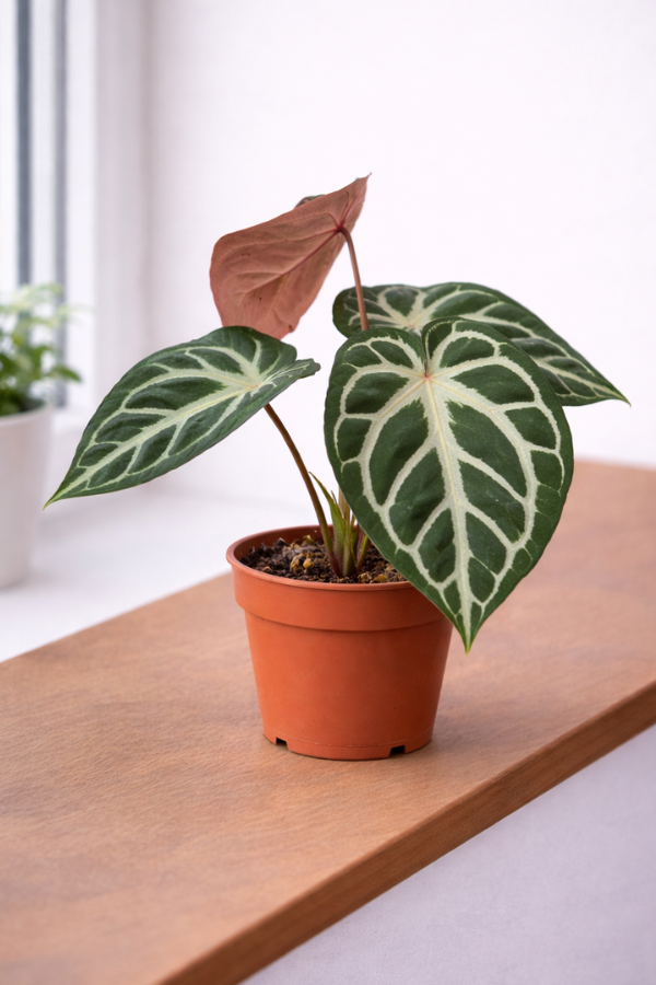 Anthurium Pink Blush im 12 cm Topf