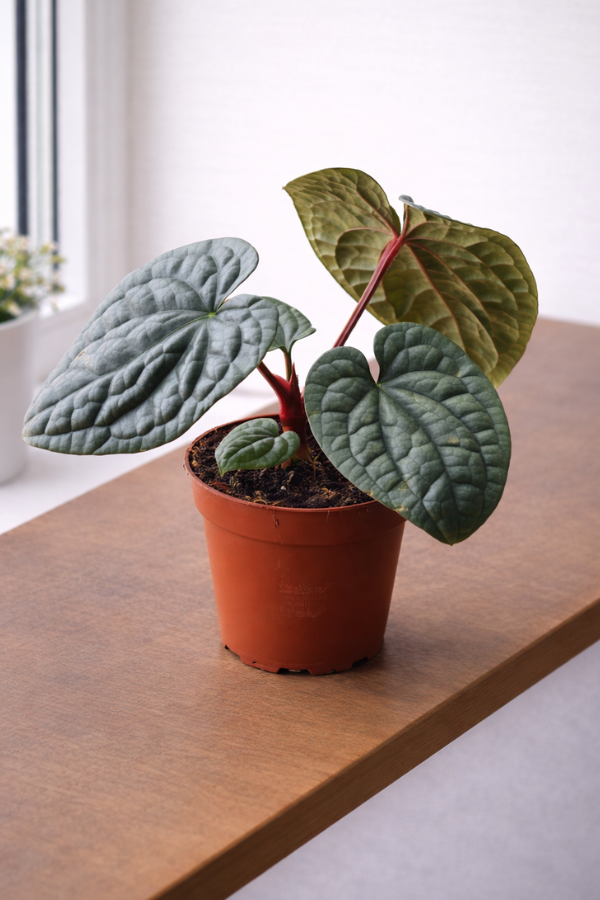 Anthurium luxurians im 12cm Topf