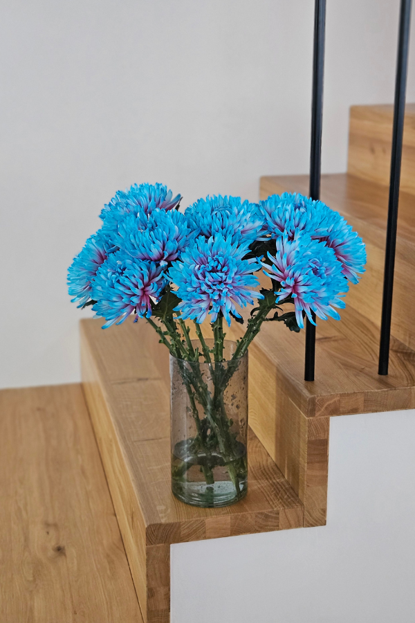 Antonov Chrysantheme Bubble Gum (10 Stiele im Bund)