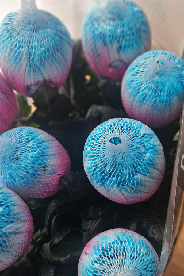 Antonov Chrysantheme Bubble Gum (10 Stiele im Bund)