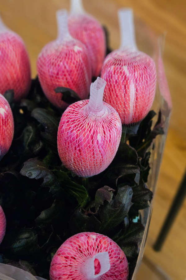 10 Deko-Chrysanthemen Antonov Pink – 60–70 cm