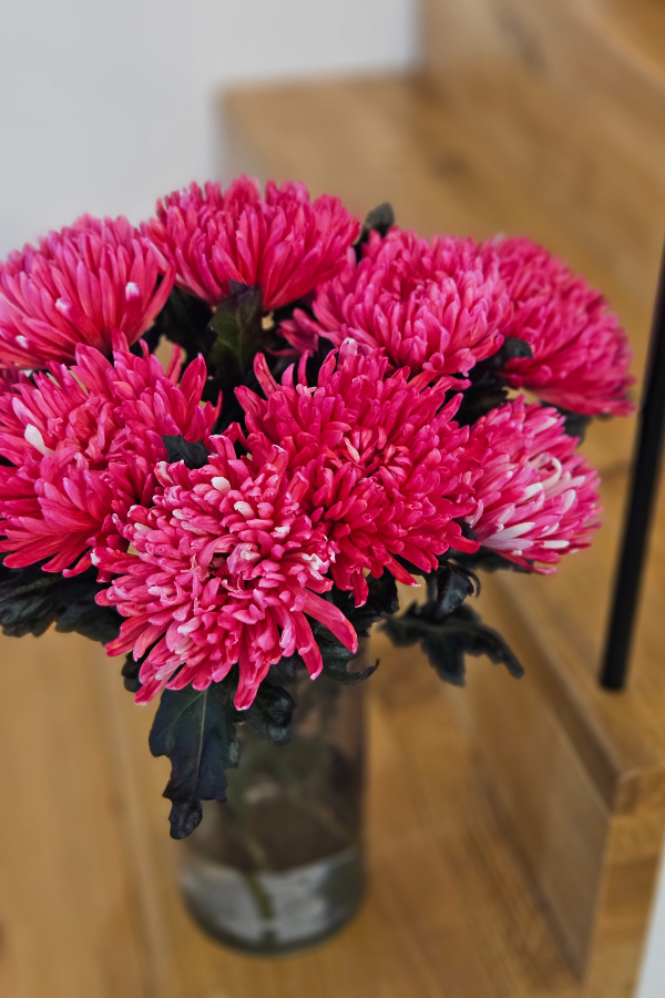10 Deko-Chrysanthemen Antonov Pink – 60–70 cm