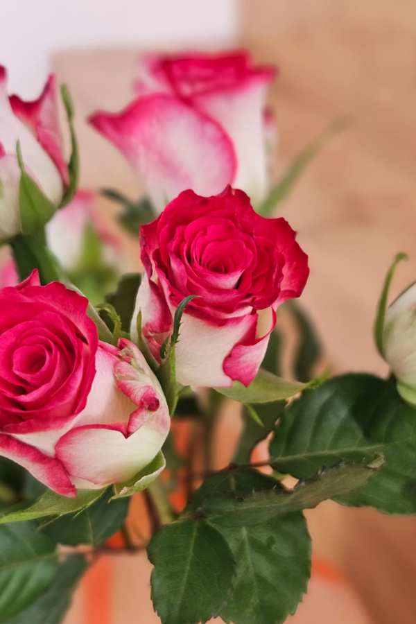 Rosensorte Carice – 10er-Bund | 35 cm Länge