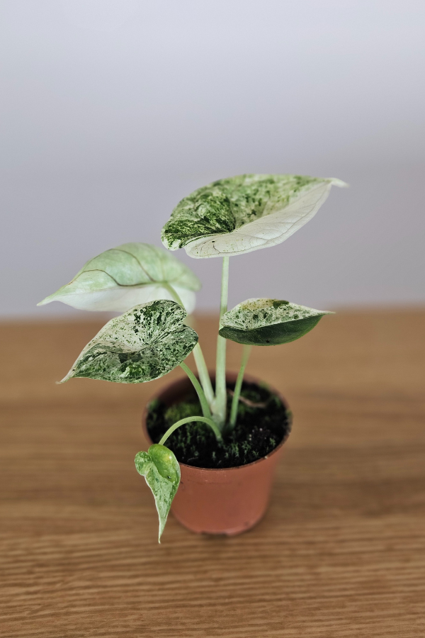 Alocasia Dragon Scale Mint – 6 cm Topf