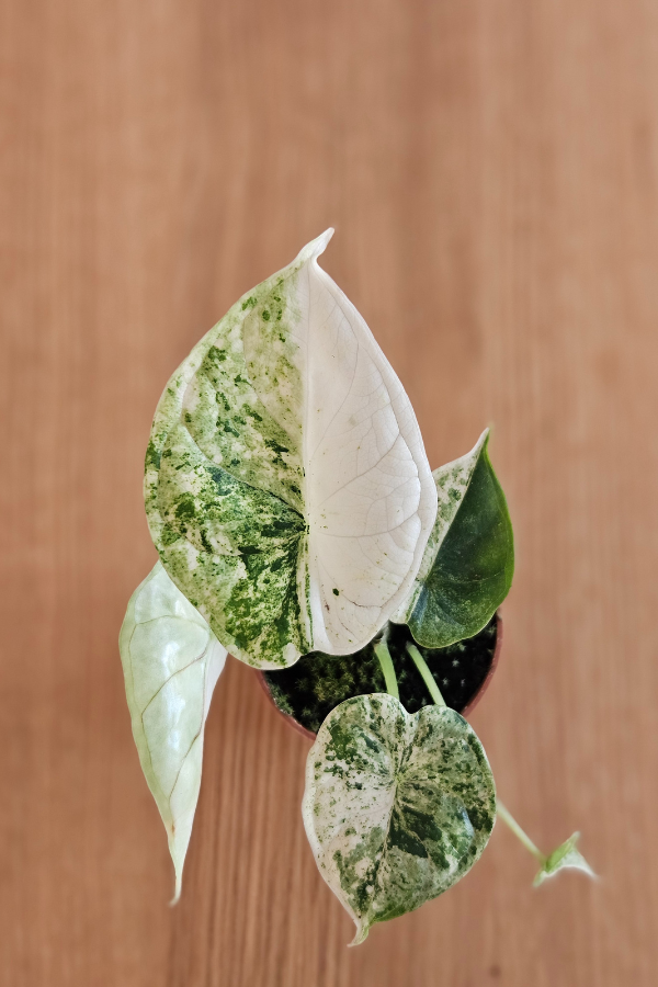 Alocasia Dragon Scale Mint – 6 cm Topf