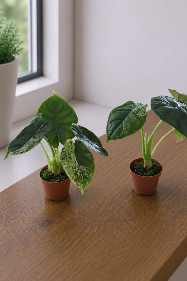 Alocasia Dragon Scale Mint – 6 cm Topf