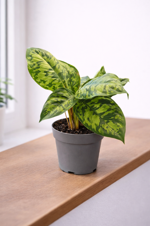 Homalomena wallisii ‘Camouflage’ 10,5 cm Topf