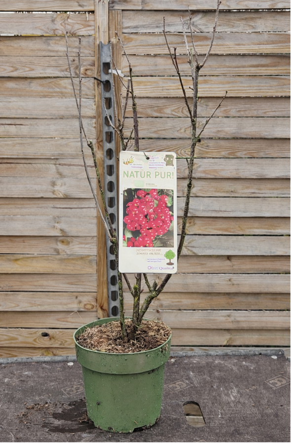 Johannisbeere „Jonkheer van Tets“ – Frühsorte im 19 cm Topf