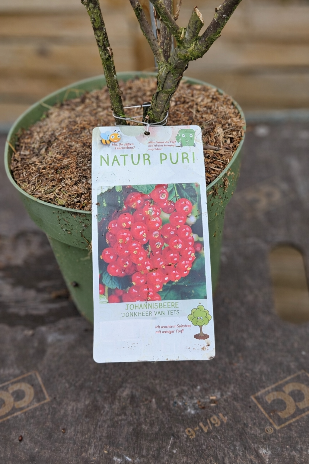 Johannisbeere „Jonkheer van Tets“ – Frühsorte im 19 cm Topf