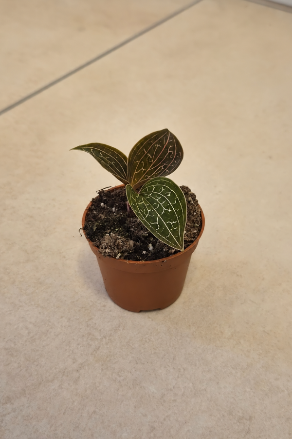 Juwel Orchidee im 6cm Topf auf Fliesen