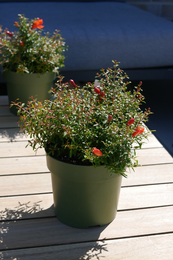 Zwerg-Granatapfel ‘Uniqa’ – Punica granatum  14 cm Topf