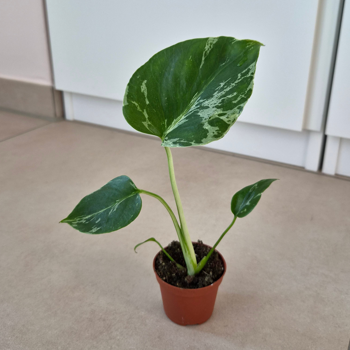 Monstera auf dem Boden in einem 6 cm Topf