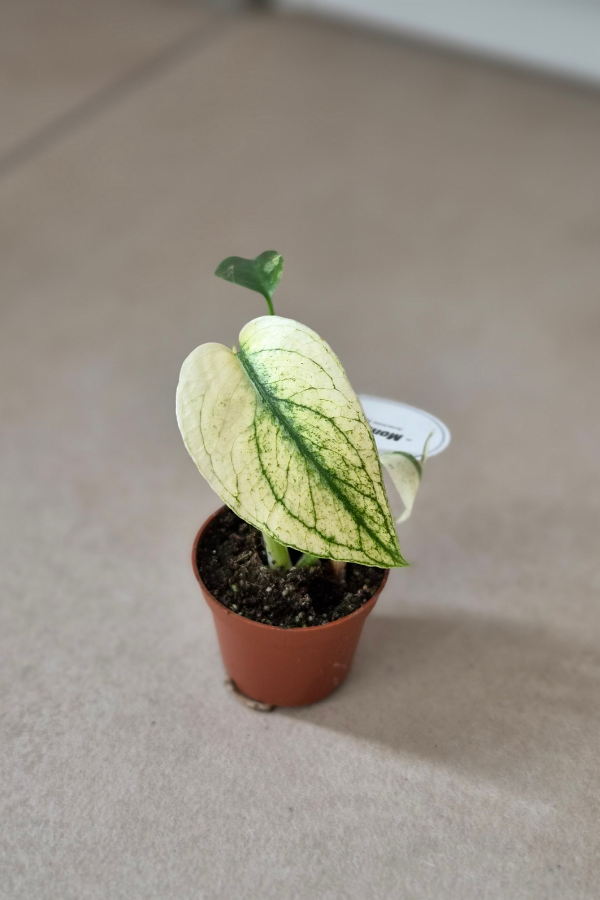 Eine Monstera Pflanze im 6 cm Topf auf dem Boden