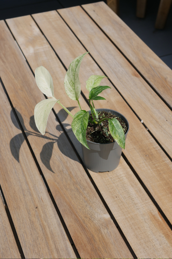 Monstera laniata Mint Variegata – Seltene Rarität im 9 cm Topf