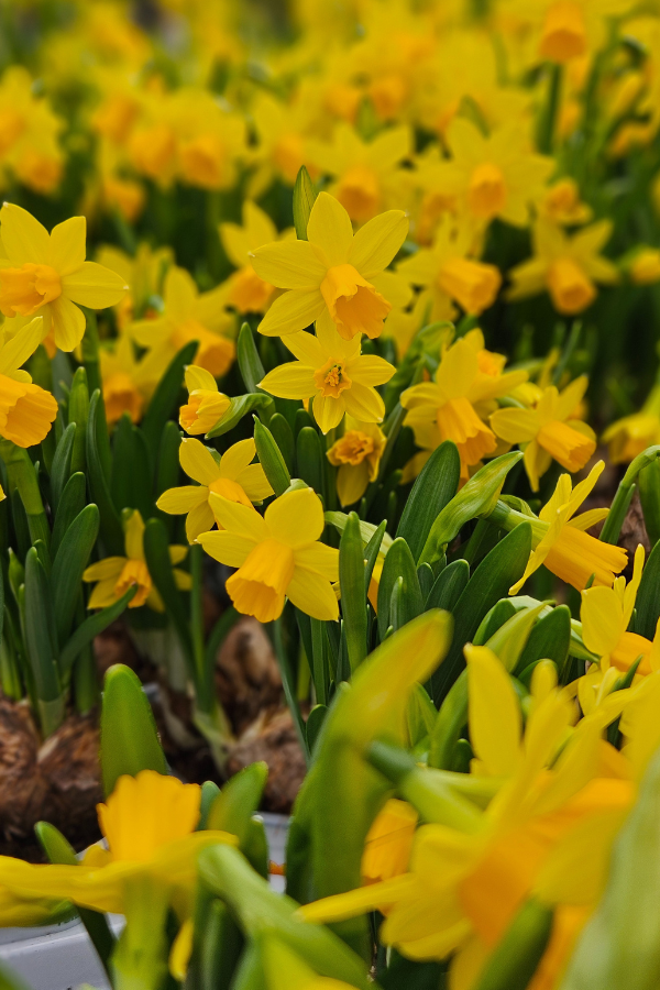 Narzisse Tête-à-Tête – 3er-Set