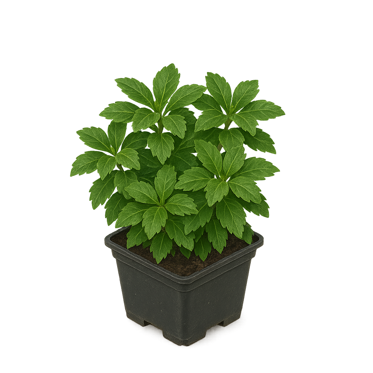 Pachysandra terminalis - Dickmännchen Set 10 Pflanzen