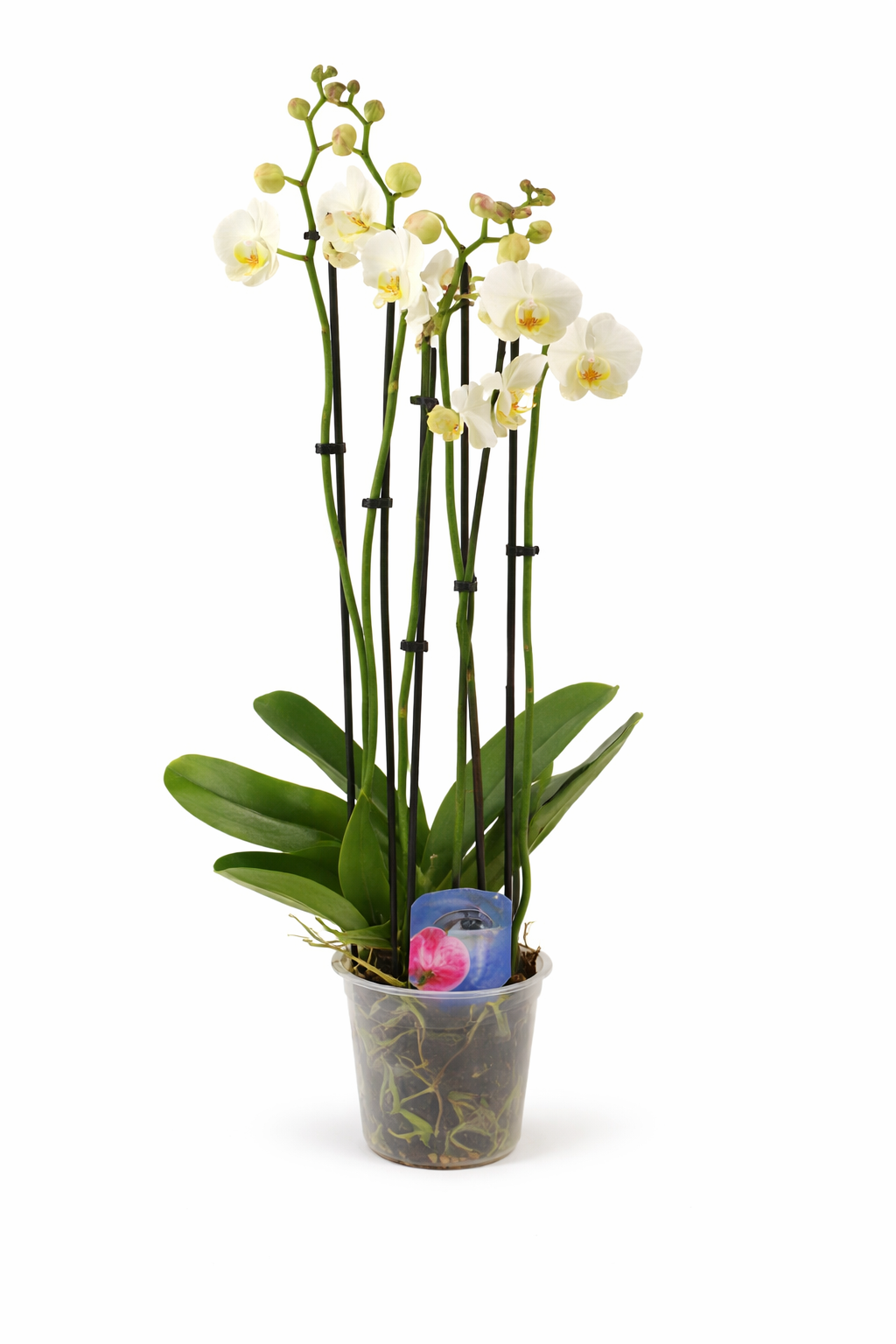 Phalaenopsis Anthura Folkestone – weiße Orchidee mit 4 Trieben