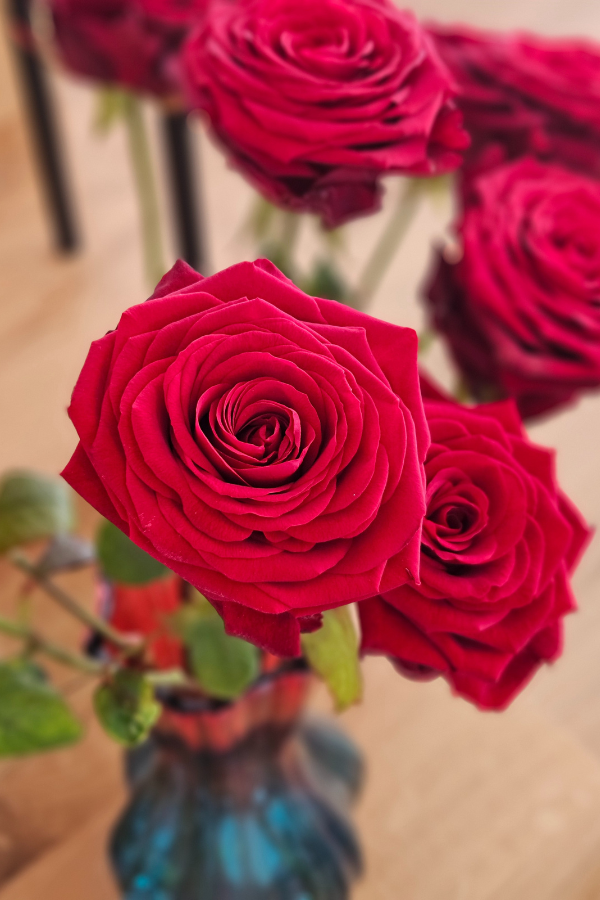 10 Rote Rosen – Red Naomi – 60 cm – Premium Qualität