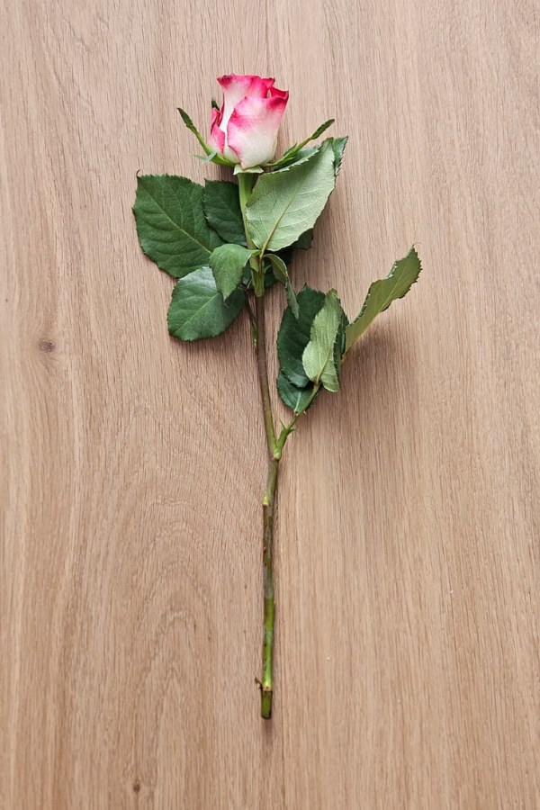 Rosensorte Carice – 10er-Bund | 35 cm Länge