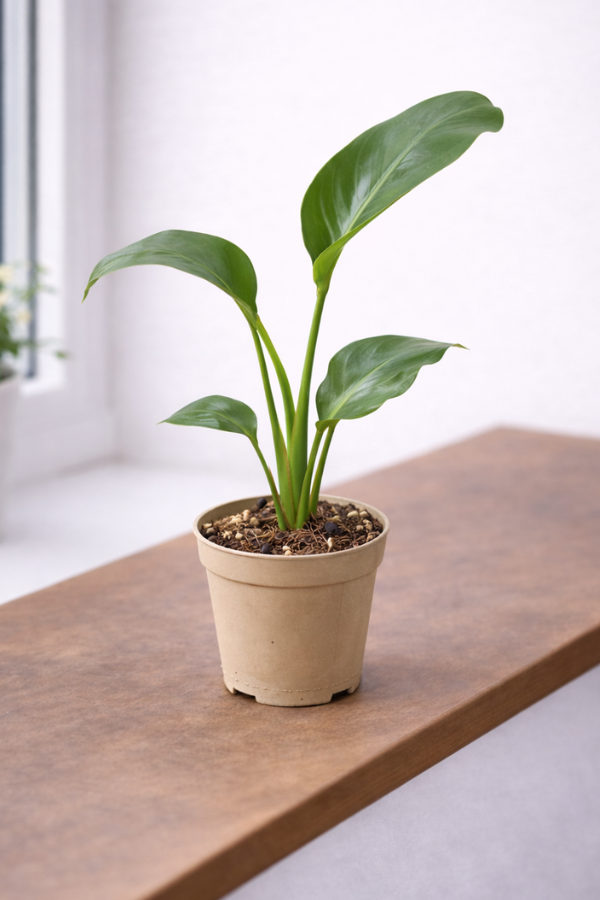 Sterelitzia nicolai 12cm Topf