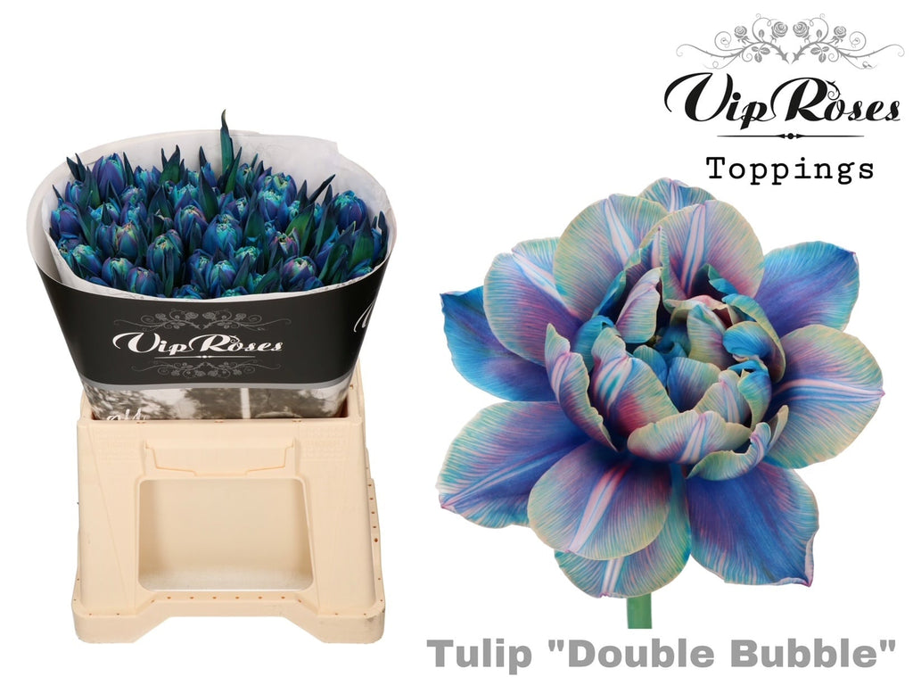 Tulpen Double Bubble – Gefärbtes Premium-Bund (10 Stück)