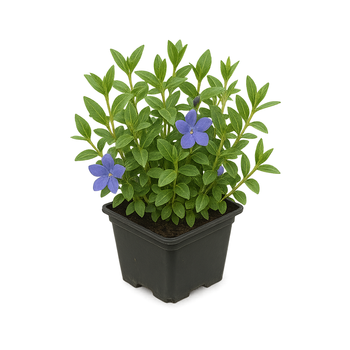 Vinca minor - Kleines Immergrün Set 10 Pflanzen