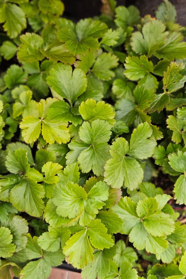 Waldsteinia ternata - Waldsteinie Set 10 Pflanzen