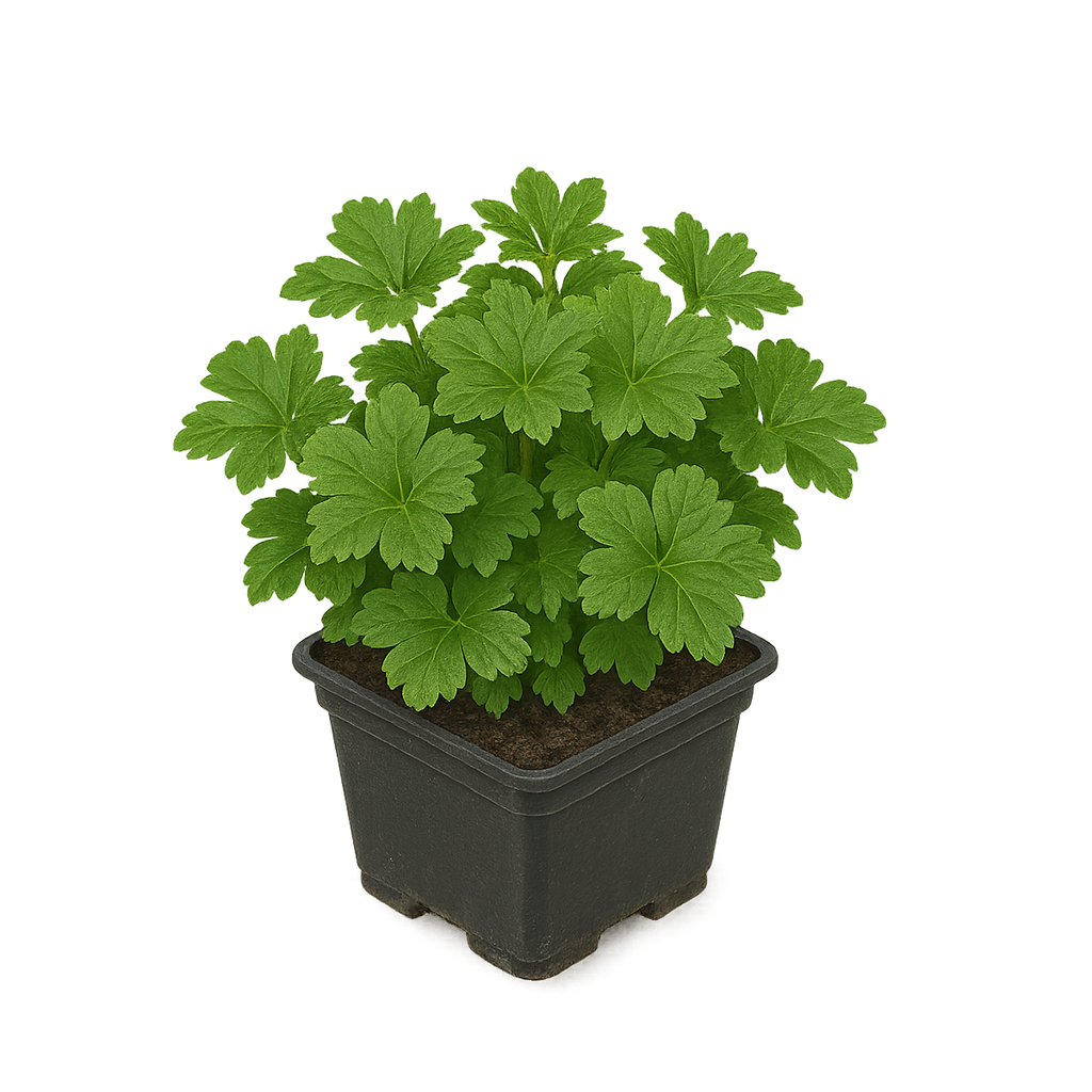 Waldsteinia ternata - Waldsteinie Set 10 Pflanzen