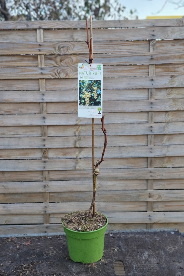 Weinrebe „Muscat Weiß“ – Aromatische Tafeltraube im 19 cm Topf