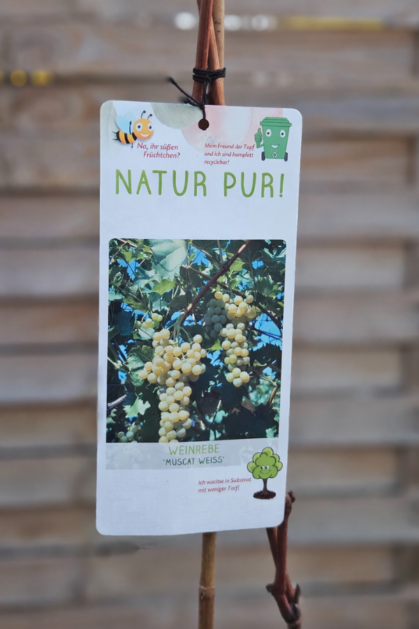 Weinrebe „Muscat Weiß“ – Aromatische Tafeltraube im 19 cm Topf