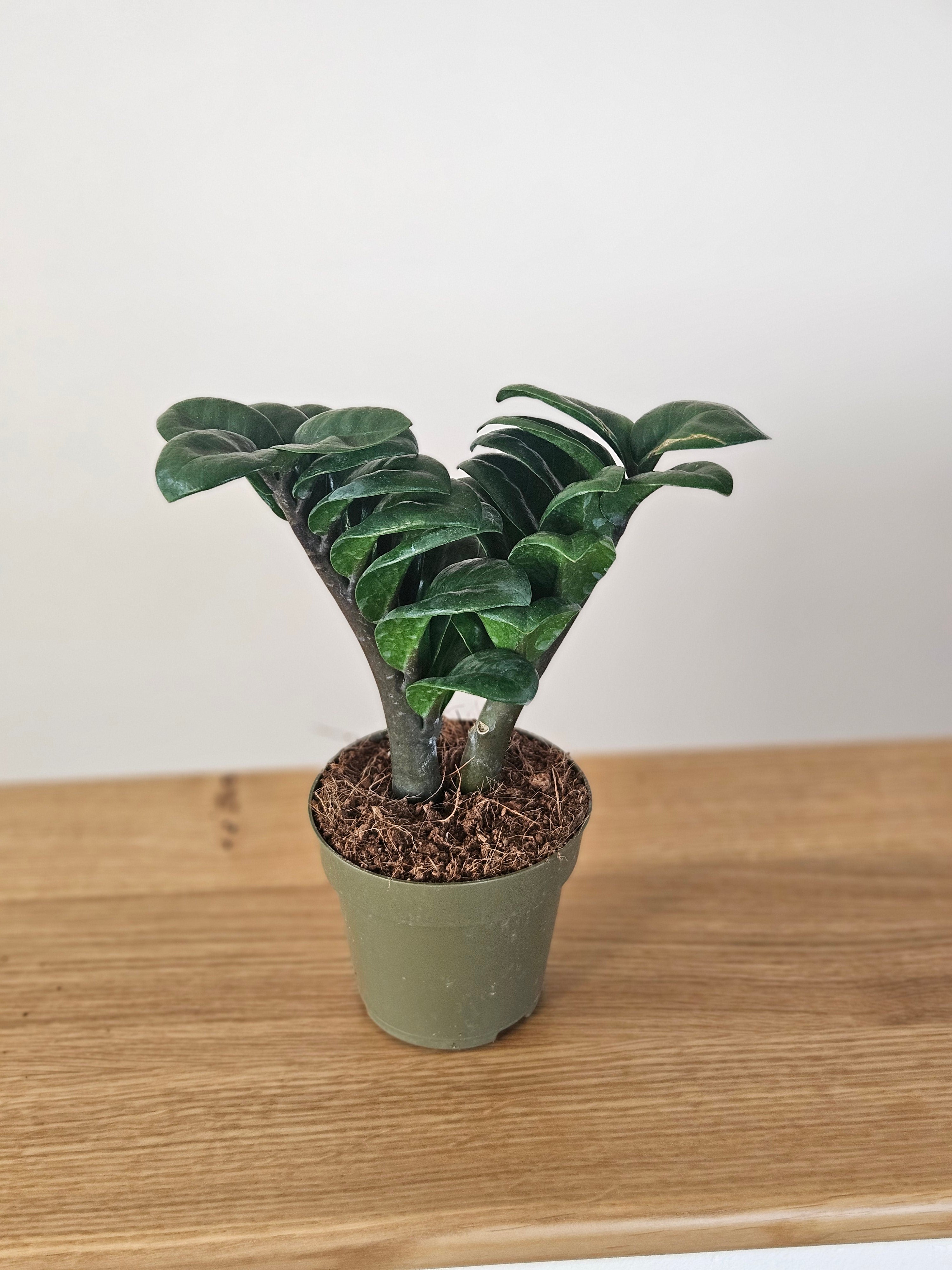 Zamioculcas zamiifolia ‘Zenzi’ – 8,5 cm Topf