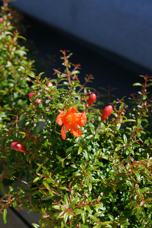 Zwerg-Granatapfel ‘Uniqa’ – Punica granatum  14 cm Topf
