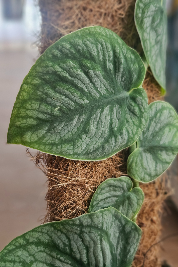 Monstera dubia – Kletternde Rarität 14cm Topf