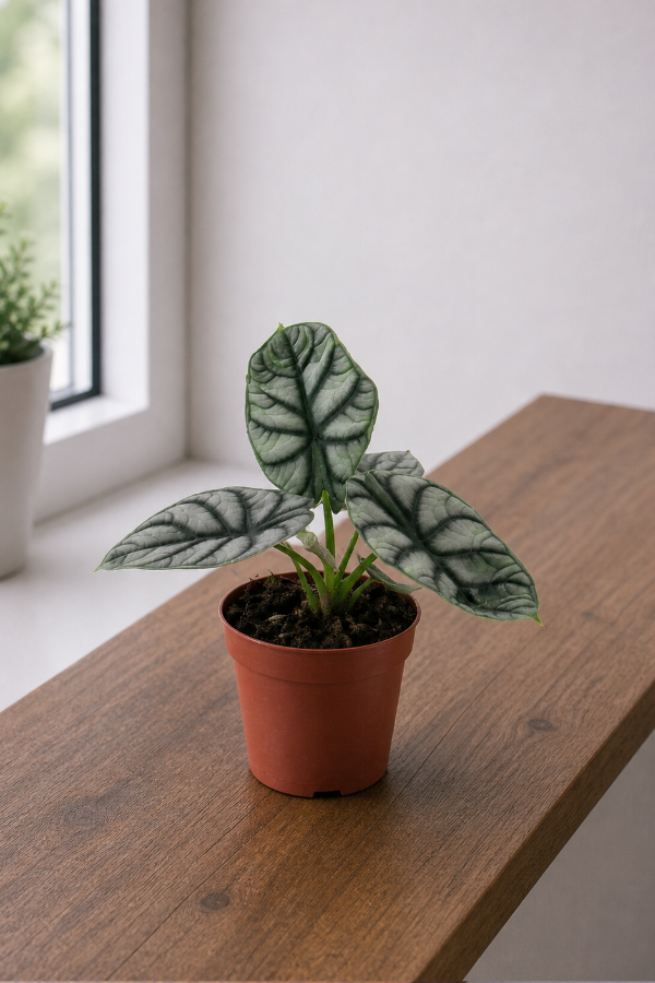 Alocasia Silver Dragon – 12 cm Topf