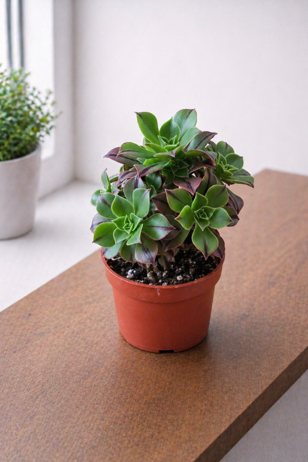 Aeonium leucoblepharum ‘Red Stripe’ – Kanarische Rose (10,5 cm Topf)