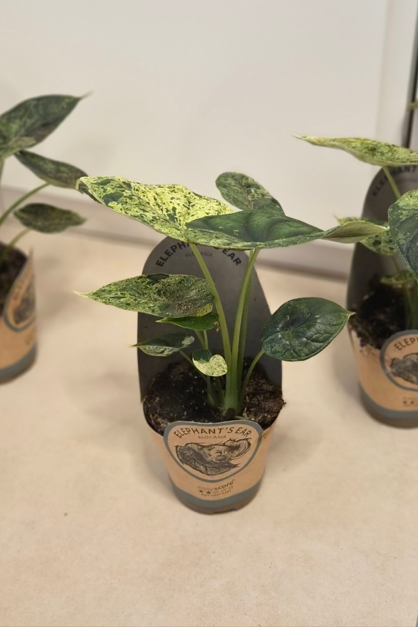Alocasia Dragon Scale Mint – 10,5 cm Topf