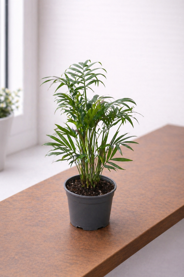 Bergpalme im 9 cm Topf