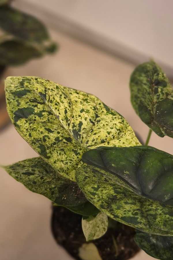 Alocasia Dragon Scale Mint – 10,5 cm Topf