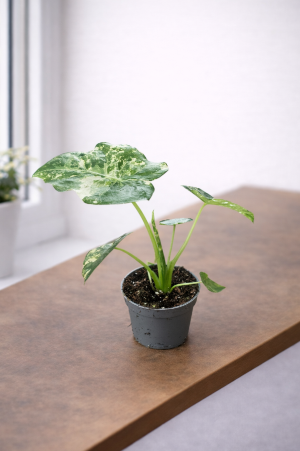 Alocasia gageana Albo Variegata – Mini 6cm Toof