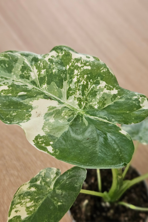 Alocasia gageana Albo Variegata – Mini 6cm Toof