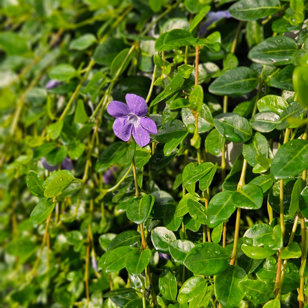 Vinca minor - Kleines Immergrün Set 10 Pflanzen